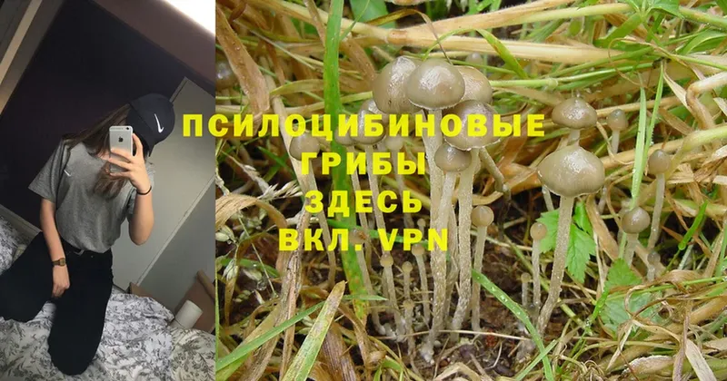 Псилоцибиновые грибы Magic Shrooms  Александровск 